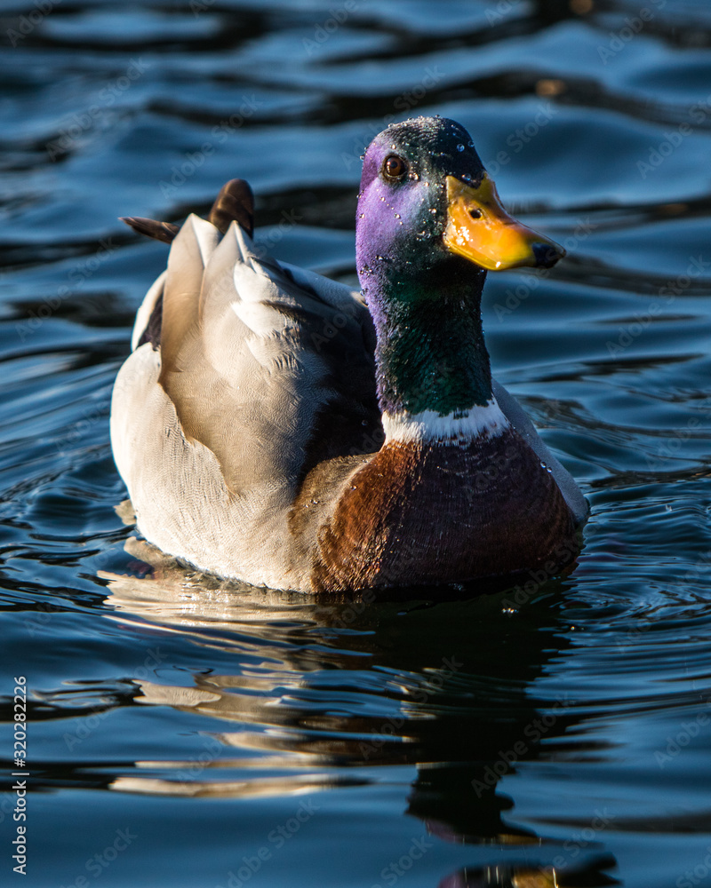 Fototapeta premium duck in water