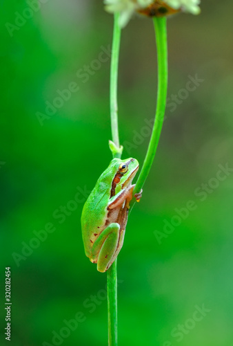 Beautiful Europaean Tree frog Hyla arborea 