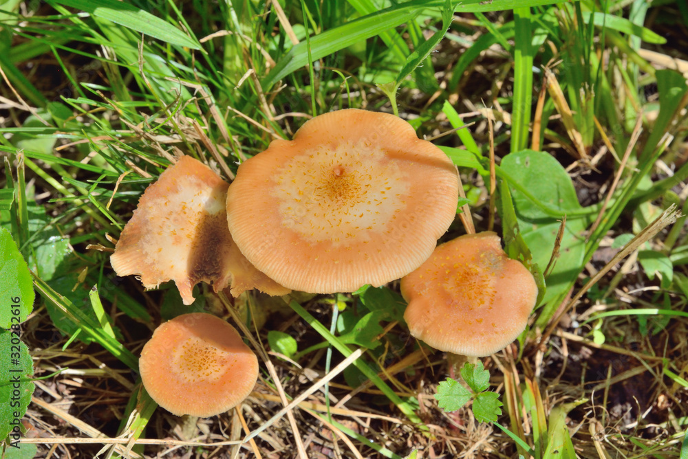 Edible mushrooms (Armillaria mella) 4 Edible mushrooms (Armillaria mella) 4