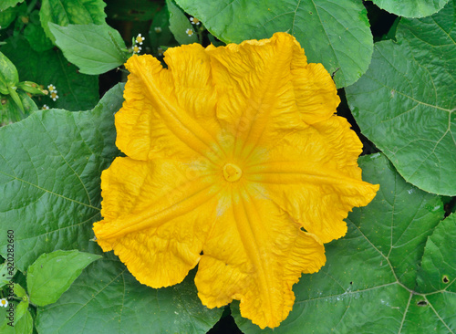 Flower of pumpkin 3