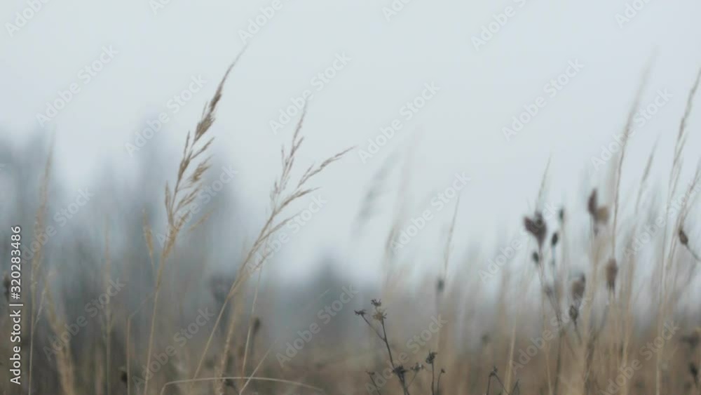Winter field walk, plants on a wind Winter field walk, plants on a wind