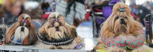 Canvas Print Group of Shih Tzu dogs, sitting on pillows, hairs getting groomed, colourful gli