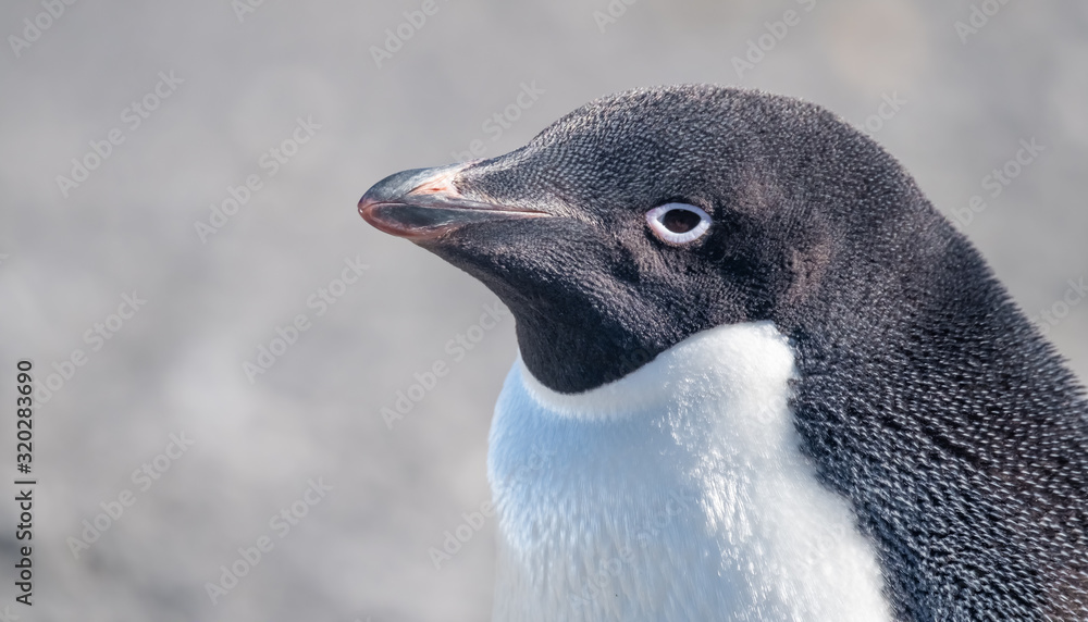 Naklejka premium Closeup of a Gentoo penguin in Esperanza base, a permanent Argentine research station on the Antarctic Peninsula