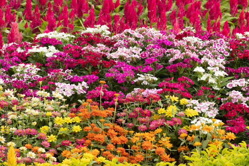Many color Gerbera flowers in garden.