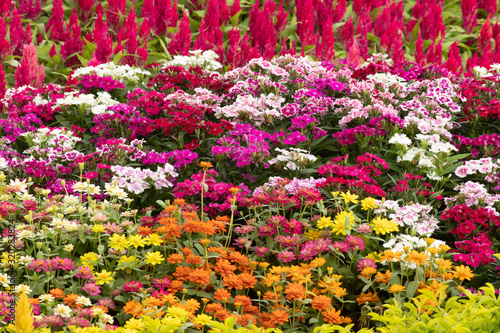 Many color Gerbera flowers in garden. © teerapon1979