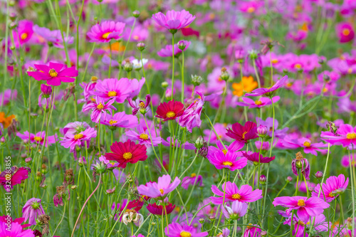 cosmos flowers are blooming