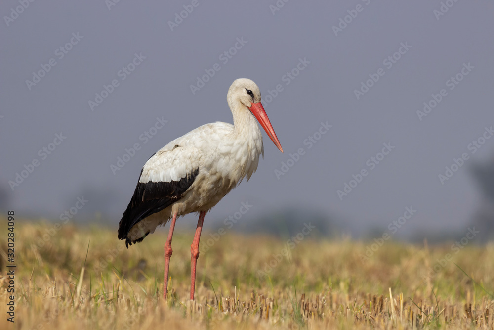 White Stork resting in Early Morning Light White Stork resting in Early Morning Light
