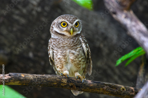 Bilde på lerret Spotted owlet perched on a branch