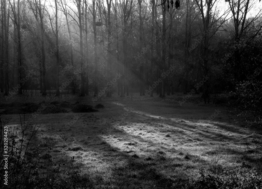 Naklejka premium Forest