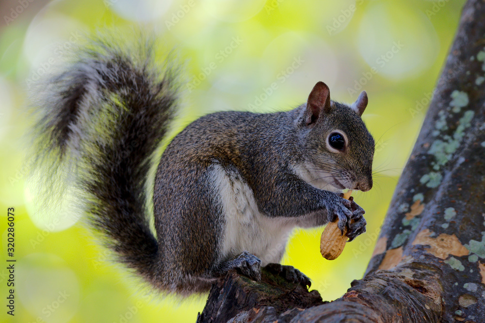 Fototapeta premium Grauhörnchen