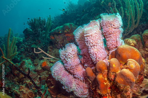 Caribbean coral garden photo