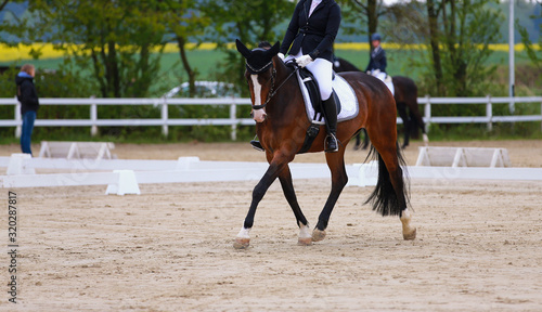 Dressage horse brown with rider during a left turn trotting on the circle.. © RD-Fotografie