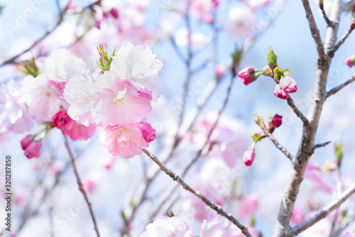 美しい桜の写真。春のイメージ。新学期のイメージ。