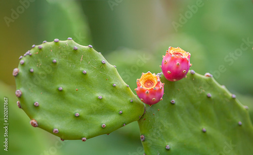 Obraz na płótnie Opuntia,prickly pear cactus w salonie