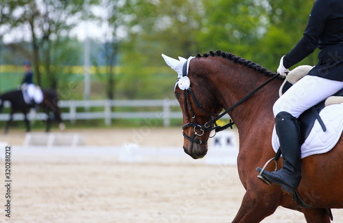 Dressage horse with rider, close-up of horse's head from left behind..