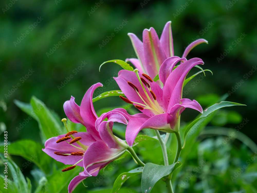 Fototapeta premium Daylily in garden in summer