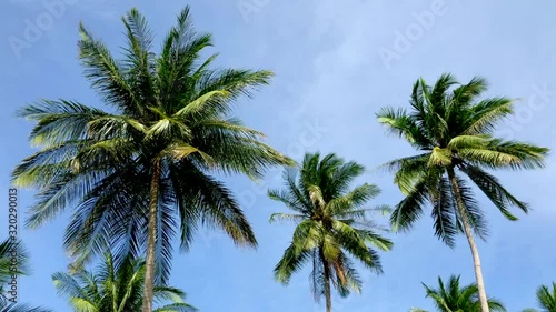 Wallpaper Mural Coconut palms and the sky in Koh Samui, Thailand Torontodigital.ca