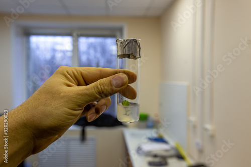 Fototapeta Naklejka Na Ścianę i Meble -  Hand with the test tube closed by aluminum foil with in vitro cloned micro plant in a nutrient medium