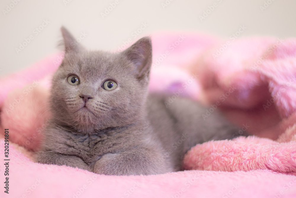 A British kitten sleeps on a pink blanket. Cute kitten. Magazine cover. Pet. Grey kitten. Rest.