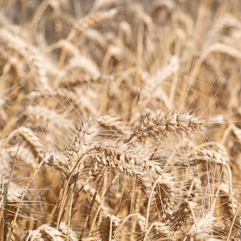 Fototapeta premium Reifer Roggen, Secale cereale, zur Erntezeit