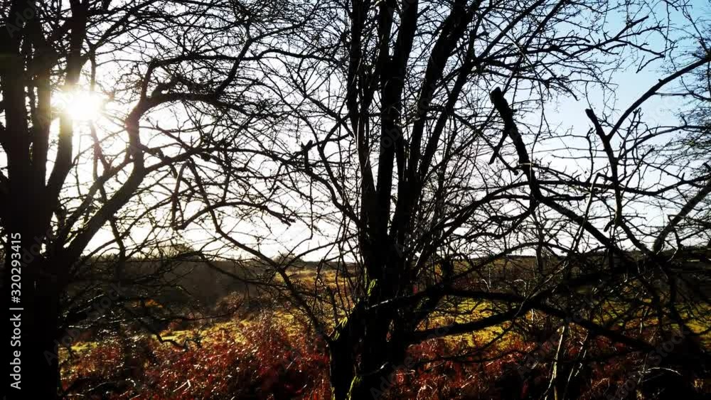 Alone in the cold forest. Alone in the cold forest.