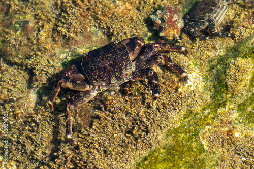 a crab under the water crawling around on a rock 