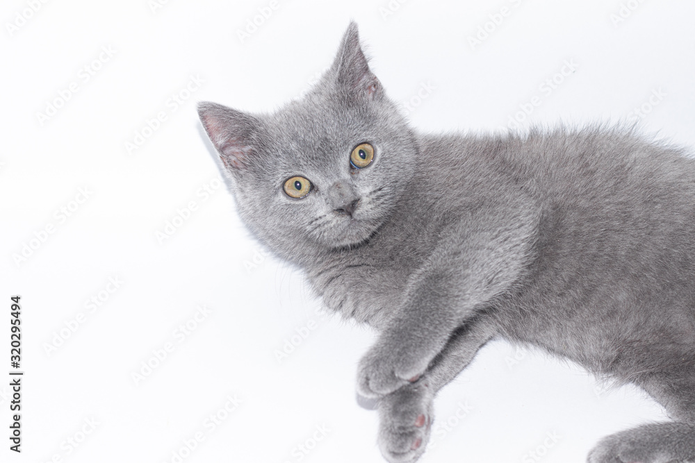 Fototapeta premium A grey kitten lies on a white background. Cute kitten. British cat. Cover for an album or notebook.
