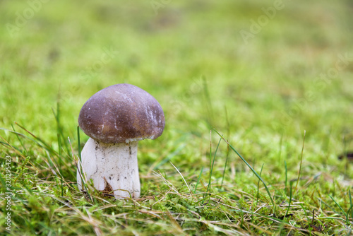 Mushrooms grow on the outskirts of the forest