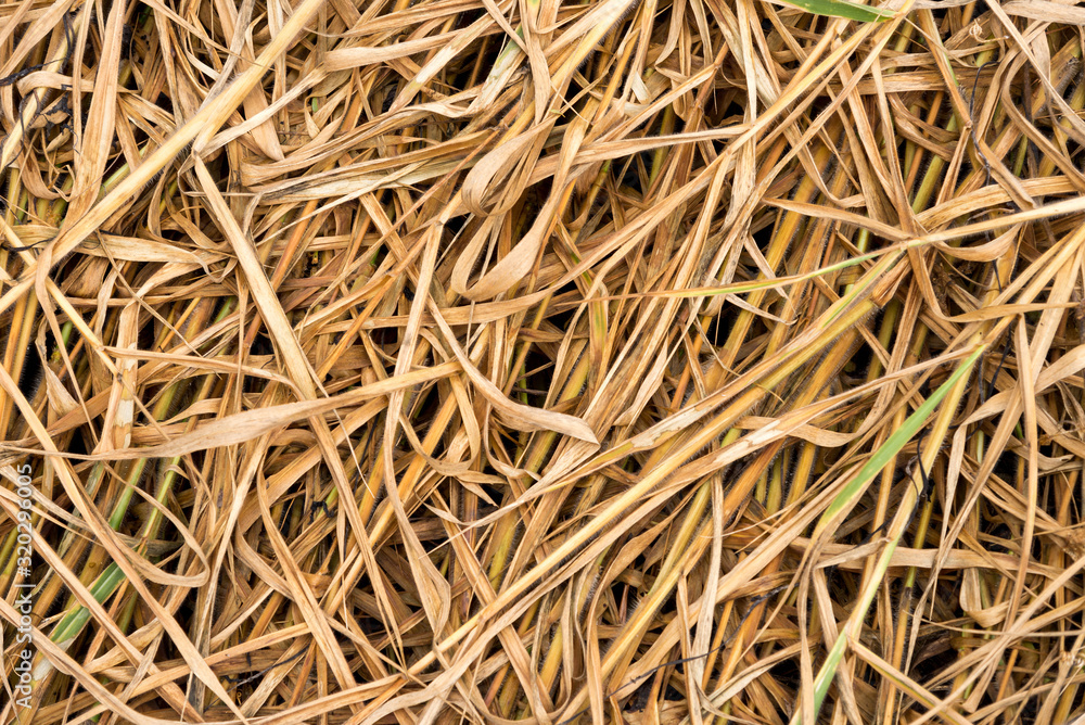 Dry leaves, Dry straw texture background, Hay background. Dry leaves, Dry straw texture background, Hay background.