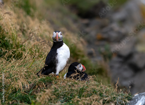 Canvas Print The Atlantic puffin, also known as the common puffin