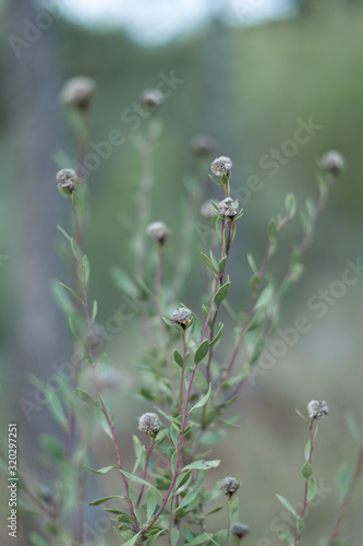 Nature shots in the forest