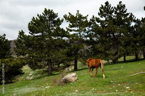 Grazing foal on the slopes of Mount Ai-Petri, Crimea.