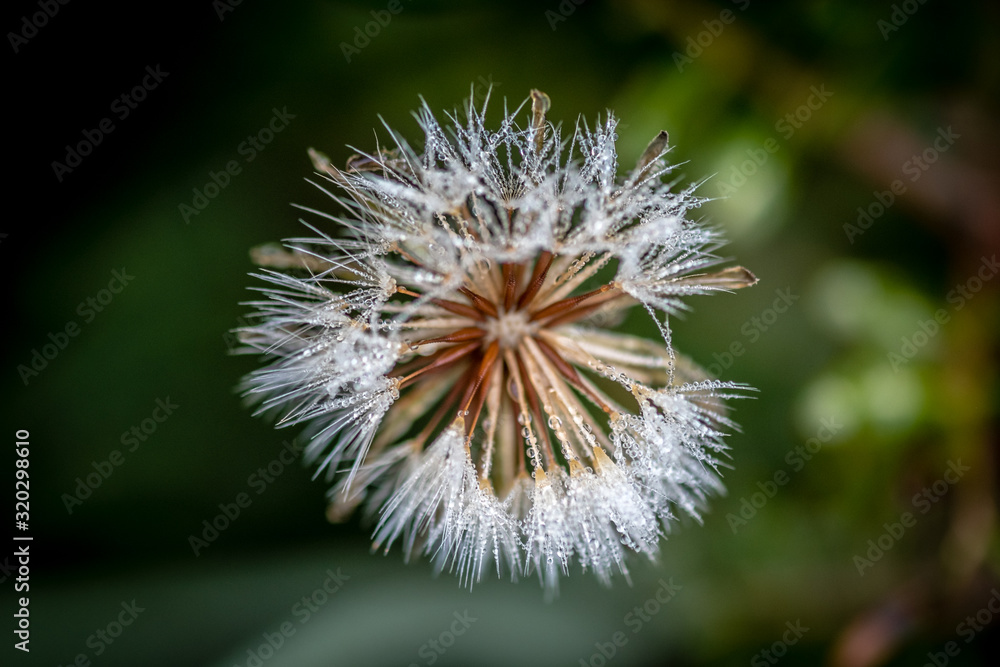 einsame pusteblume