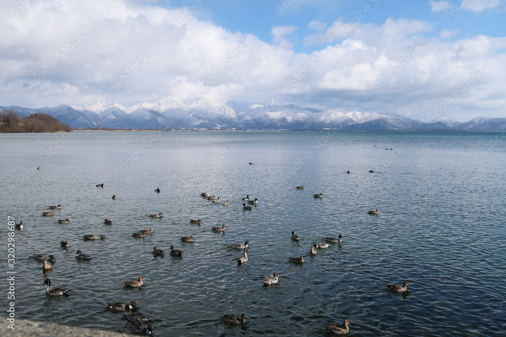 福島県猪苗代湖　2020冬　鴨がいっぱい