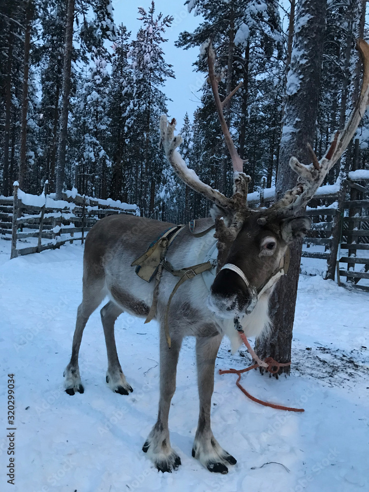 Reindeer in forest and snow landscape, Lapland, Finland Reindeer in forest and snow landscape, Lapland, Finland