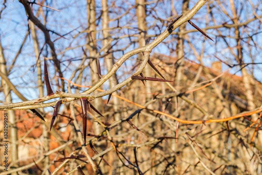 The spines on the branches of the local bushes The spines on the branches of the local bushes