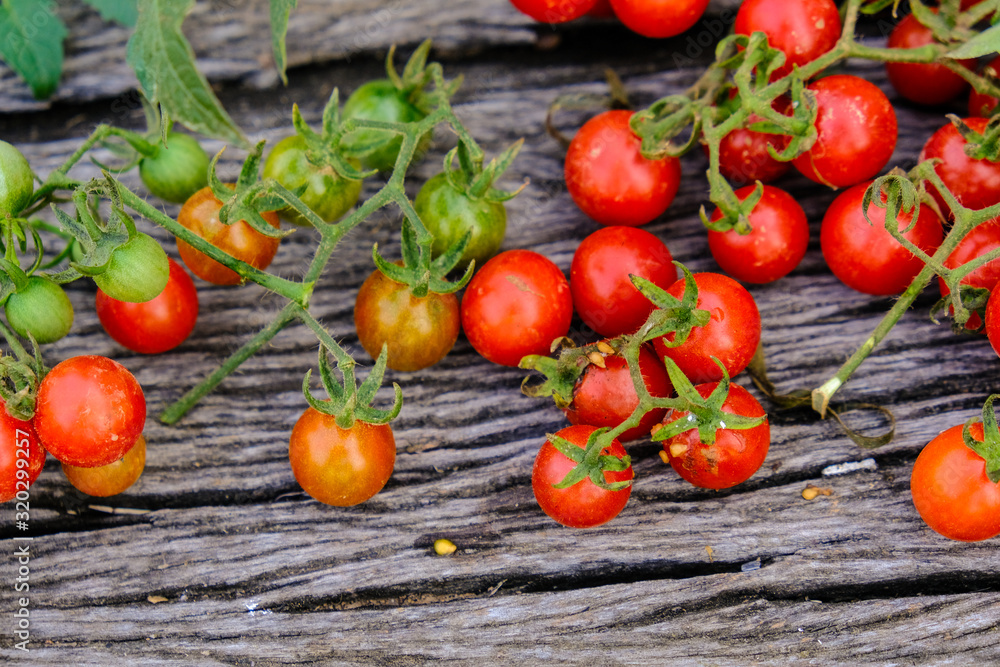 Fresh tomato harvest on wood background Fresh tomato harvest on wood background