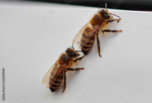 Zwei Honigbienen photo