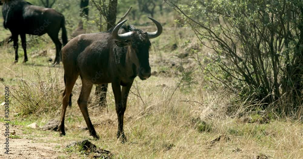 full body view of Wildebeest standing and observing surroundings full body view of Wildebeest standing and observing surroundings