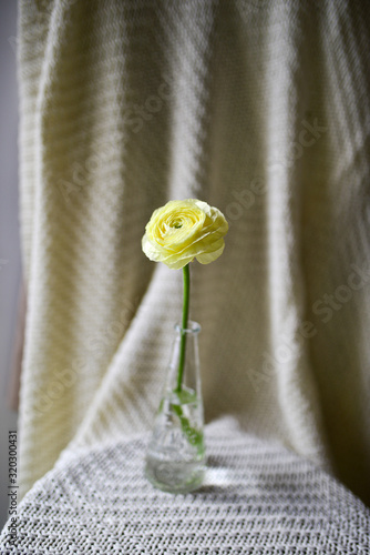 ranunculus  flower photo