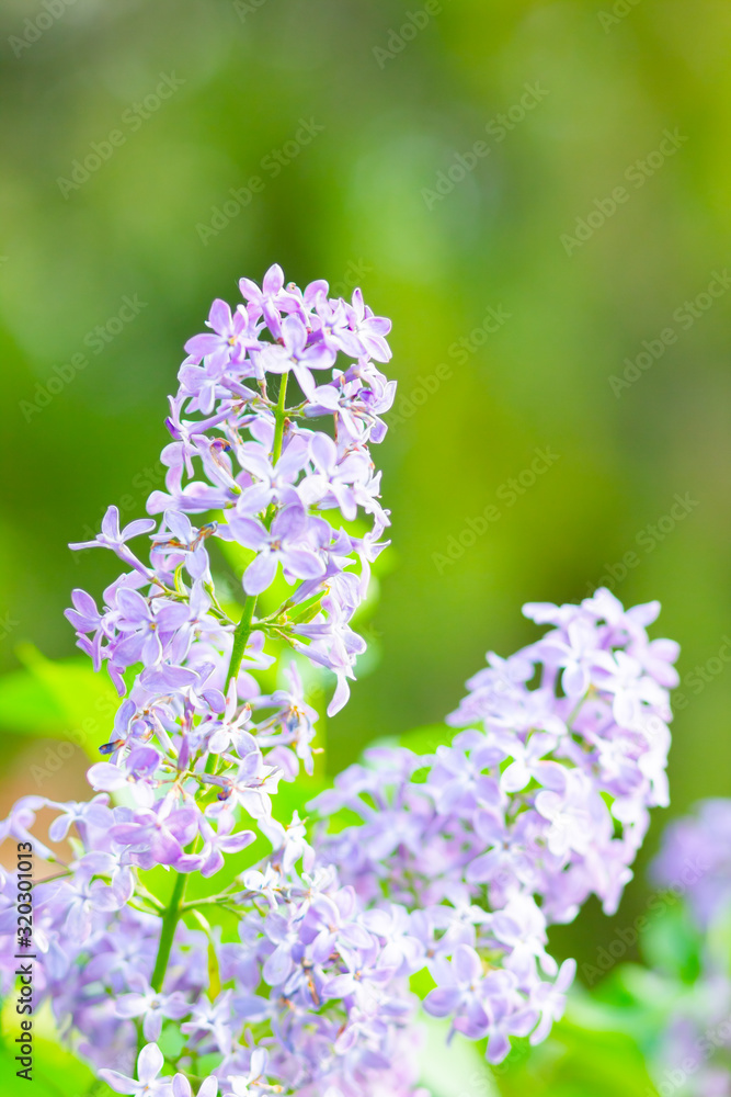 Obraz premium Spring branch of blossoming lilac. Lilac flowers bunch over blurred background. Purple lilac flower with blurred green leaves. Valentine's day. Copy space