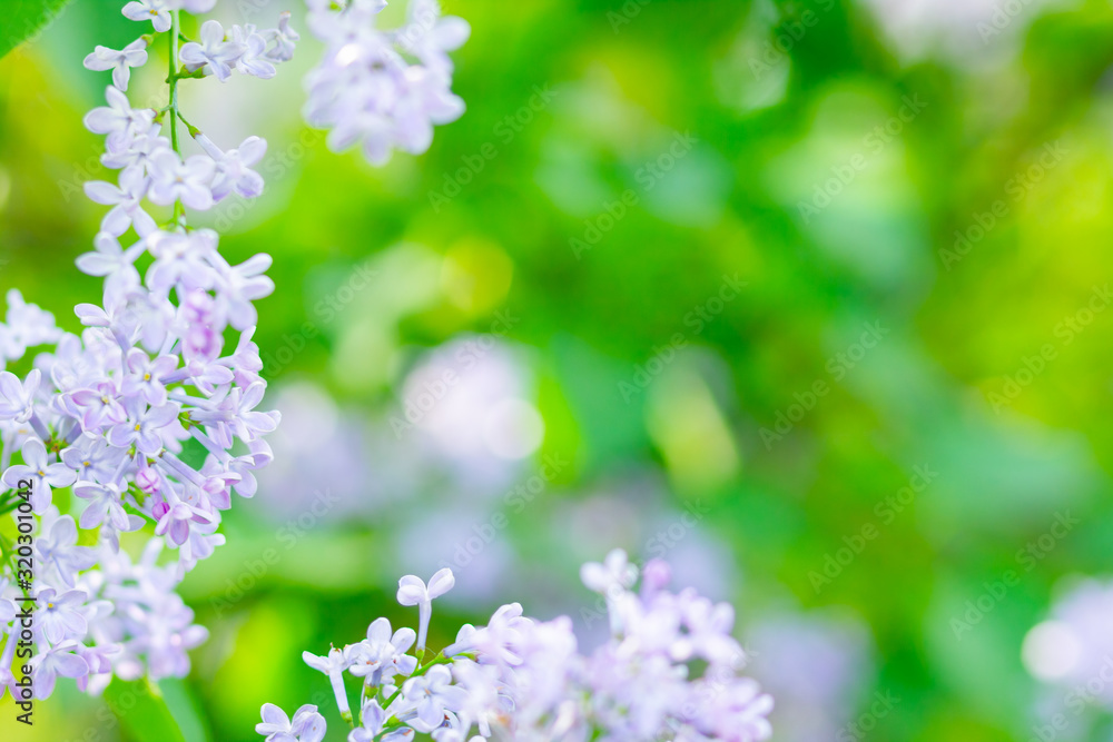 Fototapeta premium Spring branch of blossoming lilac. Lilac flowers bunch over blurred background. Purple lilac flower with blurred green leaves. Valentine's day. Copy space