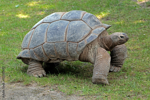 Große Schildkröte geht