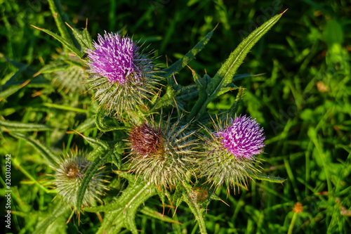 Schottische Distel, Blüte in Lila in den Highlands von Schottland