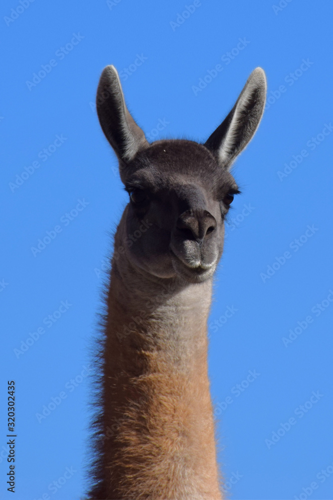 Fototapeta premium Guanaco in Argentinien
