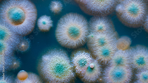 Foto close up petri dish with microbe colony