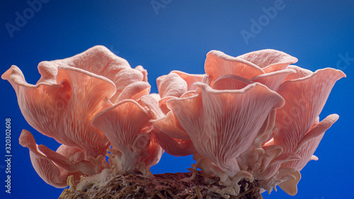 pink oyster mushrooms on blue background