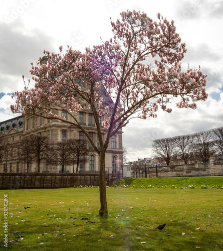 Magnolia Blossom on tree, isolated in Park, Paris 