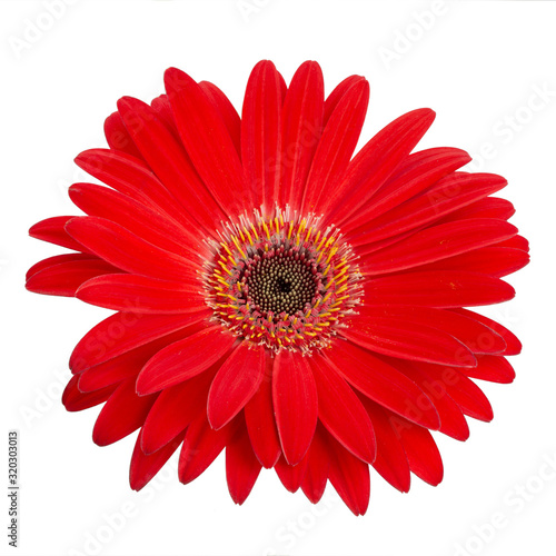 Red gerbera flower head isolated on white background closeup.