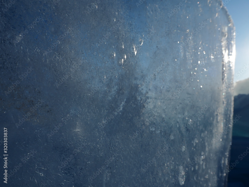 Fototapeta premium spiny plant close-up in winter on a snow background